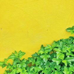 Close-up of yellow ivy