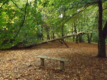 Trees in forest during autumn