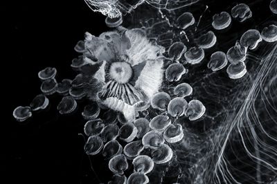 Close-up of jellyfish swimming in sea