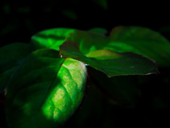 Close-up of plant