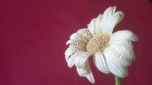 Close-up of white flower