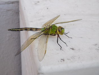 Close-up of insect on leaf