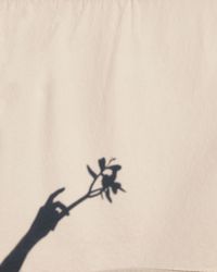 Shadow of plant on wall