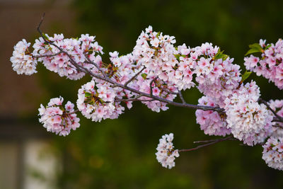 Close-up of pink flowers