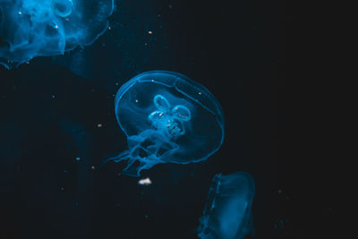 Close-up of jellyfish swimming in sea