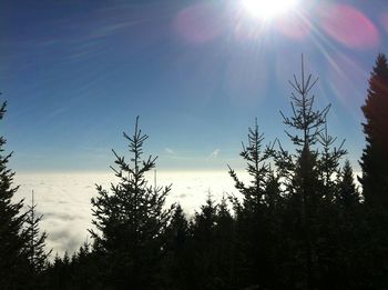 Low angle view of trees against sky