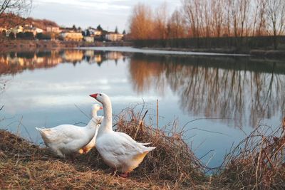 Swan on lake