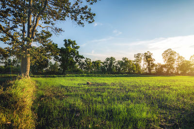 Scenic view of field against sky