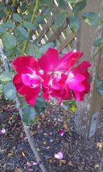 High angle view of pink flowering plant