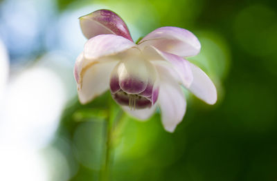 Close-up of white flowering plant