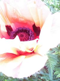 Close-up of pink flowers