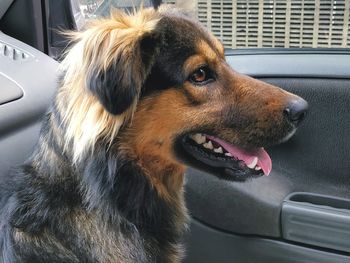 Close-up of dog in car