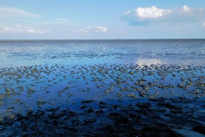 Low water at the wadden sea of the northern sea. blue hour