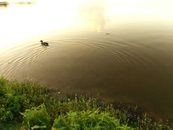 High angle view of ducks swimming in lake during sunset