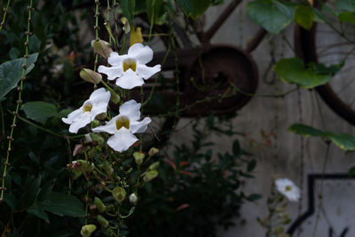 Close-up of flowers blooming outdoors