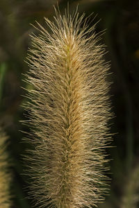 Close-up of cactus plant