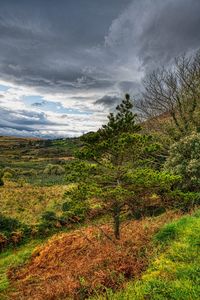 Trees on field against sky