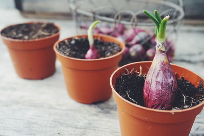 Close-up of onion in pot