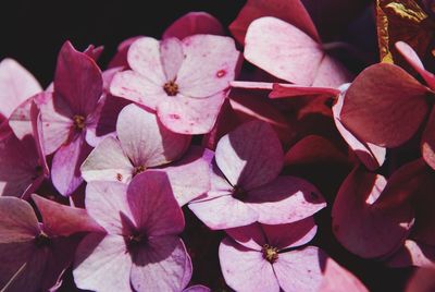 Close-up of pink hydrangea flowers