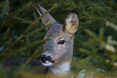 Roe deer in forest, capreolus capreolus. wild roe deer in nature.