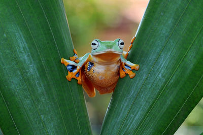 Close-up of frog on leaf