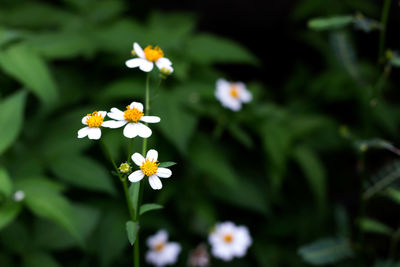 Close-up of yellow flowers blooming outdoors