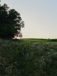 Scenic view of field against clear sky