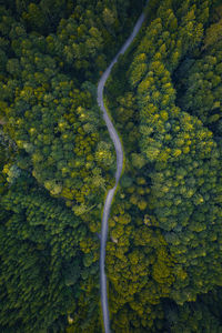 High angle view of waterfall amidst trees in forest