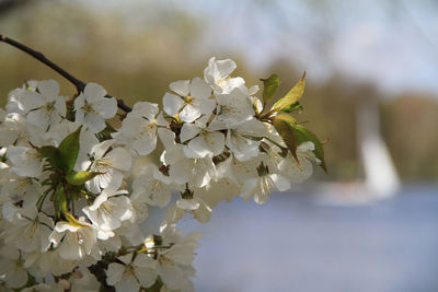 Close-up of white cherry blossoms in spring