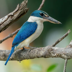 Collared kingfisher shot at malacca malaysia