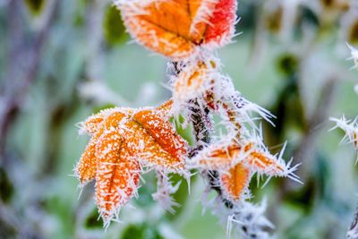 Close-up of frozen flower tree