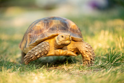 A sulcata tortoise walking on field.