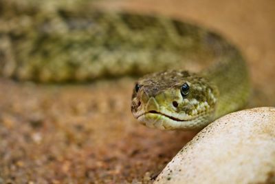 Close-up of rattlesnake