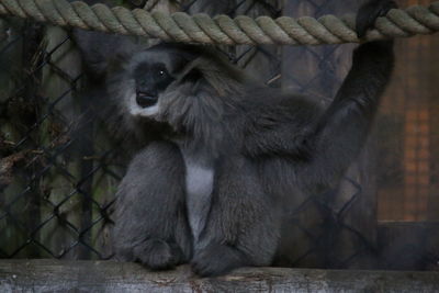 Close-up of lizard in zoo