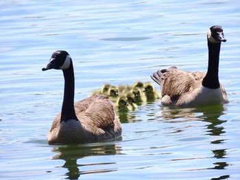 Canadian geese family swimming in lake