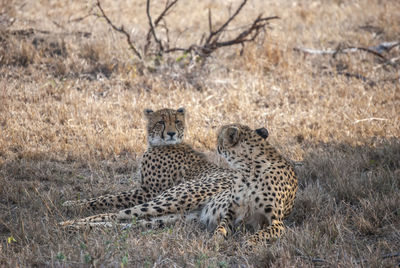 A pair of cheetahs relaxing in the shade of a tree in mala mala game reserve, mpumalanga