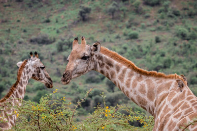 Giraffes feeding on trees