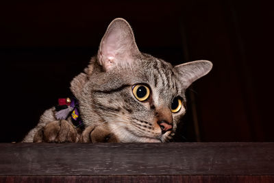 Close-up of a cat looking away