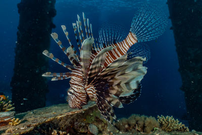 Lionfish in the red sea colorful fish, eilat israel