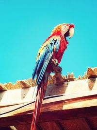 Scarlet macaw perching on roof against clear blue sky
