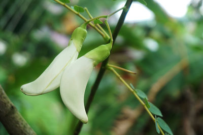 Close-up of white flowering plant