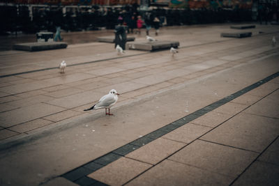 Seagull perching on footpath