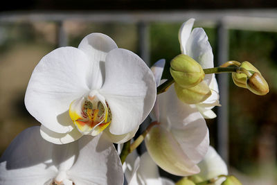 Close-up of white orchids