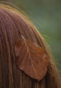 Close-up of dry leaf on brown hair