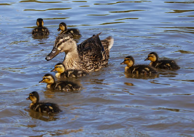 Ducks in lake