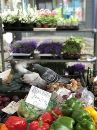 Potted plants for sale at market stall