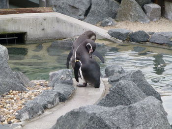 Monkey on rock at zoo