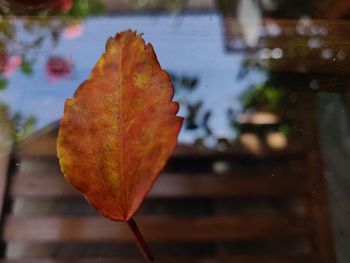 Close-up of raindrops on maple leaf
