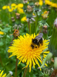 Bee pollinating flower