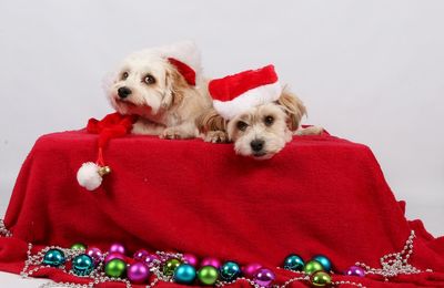 Puppies wearing santa hats during christmas